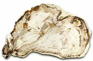 Polished Petrified Wood (Bald Cypress?) Slab - Washington #382189
