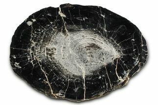 Triassic Petrified Wood (Conifer) Round - Circle Cliffs, Utah #382190