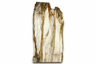 Polished Petrified Wood (Bald Cypress?) Rip-Cut Slab - Washington #382192