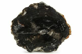 Polished Petrified Wood (Conifer) Round - Circle Cliffs #382207