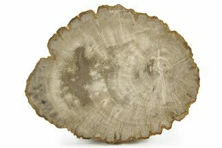 Petrified Wood (Mahogany) Round - Myanmar #382210