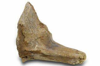Hadrosaur (Edmontosaurus?) Dorsal Vertebral Arch - Wyoming #381190