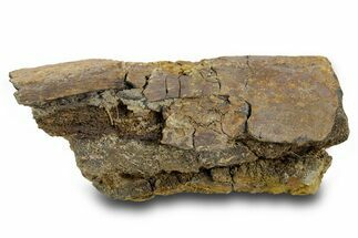 Fossil Dinosaur Bone Section - Wyoming #381195