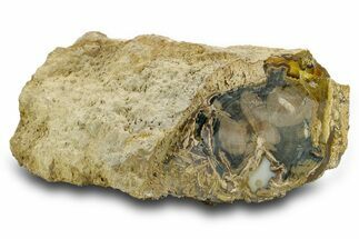 Petrified Wood (Schinoxylon) Limb - Blue Forest, Wyoming #382241