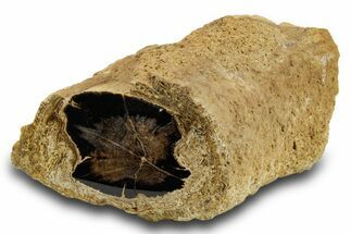 Stromatolite Covered Petrified Wood Limb - Wyoming #382242
