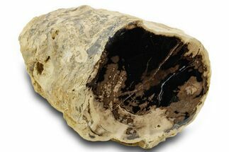 Petrified Wood (Schinoxylon) Limb - Blue Forest, Wyoming #382245