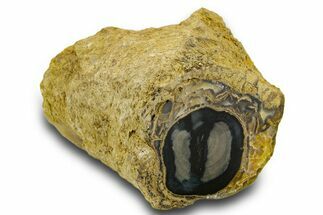 Petrified Wood (Schinoxylon) Limb - Blue Forest, Wyoming #382246