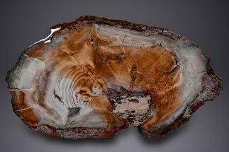 Wide Brilliant Red-Orange and White Petrified Wood Table #382226