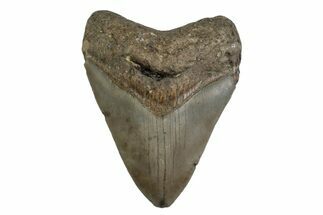 Fossil Megalodon Tooth - North Carolina #377967