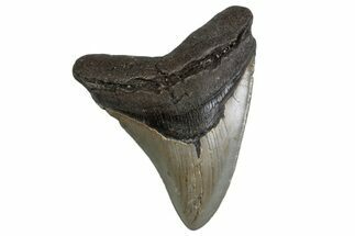Serrated, Fossil Megalodon Tooth - North Carolina #377972