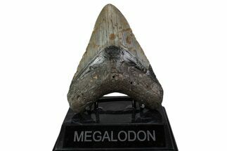 Fossil Megalodon Tooth - North Carolina #377984