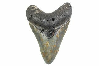 Fossil Megalodon Tooth - North Carolina #378086