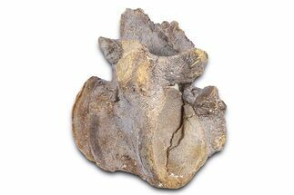 Fossil Mosasaur (Clidastes?) Vertebra - Kansas #382043