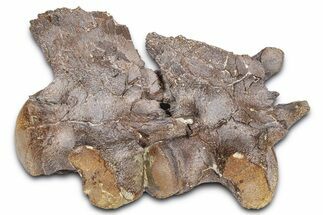 Associated Fossil Mosasaur (Clidastes?) Vertebrae - Kansas #382046