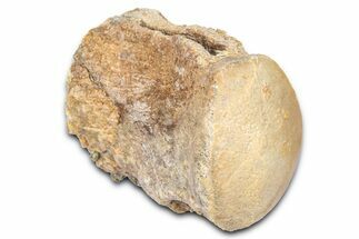 Fossil Mosasaur (Platecarpus) Vertebra - Kansas #382056