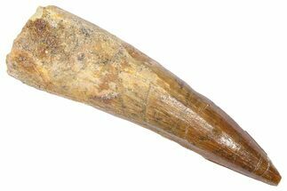 Fossil Spinosaurus Tooth - Real Dinosaur Tooth #382329