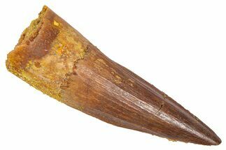 Fossil Spinosaurus Tooth - Real Dinosaur Tooth #382331