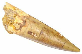 Fossil Spinosaurus Tooth - Real Dinosaur Tooth #382337