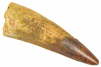 Fossil Spinosaurus Tooth - Real Dinosaur Tooth #382395