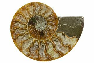 Cut & Polished Ammonite Fossil (Half) - Madagascar #379243