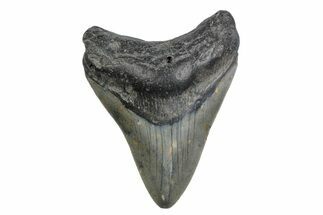 Fossil Megalodon Tooth - North Carolina #379141