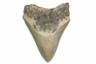 Serrated, Fossil Megalodon Tooth - North Carolina #379147
