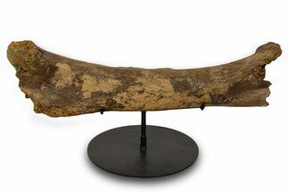 Fossil Hadrosaur (Edmontosaurus) Femur - Wyoming #382565