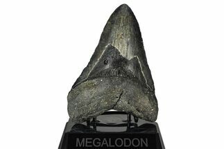 Fossil Megalodon Tooth - North Carolina #382587