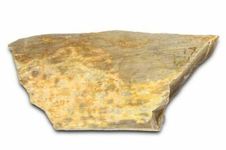 Fossil Tyrannosaur (T rex) Bone Section - Wyoming #382627