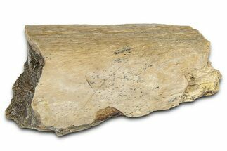 Fossil Tyrannosaur (T rex) Bone Section - Wyoming #382646