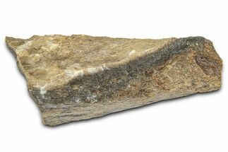 Fossil Tyrannosaur (T rex) Bone Section - Wyoming #382660