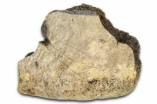 Fossil Tyrannosaur (T rex) Vertebra Section - Wyoming #382666