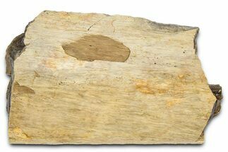 Fossil Tyrannosaur (T rex) Bone Section - Wyoming #382670