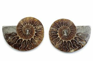 Cut & Polished Ammonite Fossil - Madagascar #377551