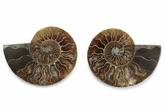 Cut & Polished Ammonite Fossil - Madagascar #377582