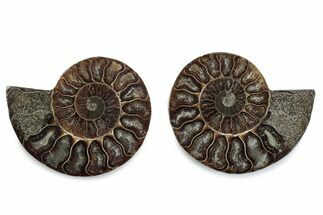 Cut & Polished Ammonite Fossil - Madagascar #377585