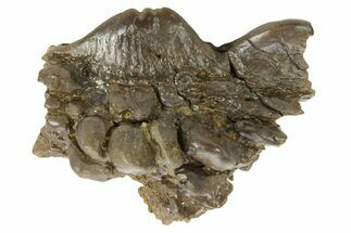 Fossil Dinosaur (Pachycephalosaurus) Skull Section - Wyoming #379720