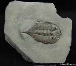 Classic Inch Dalmanites Trilobite From New York #2