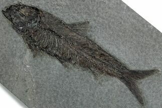 Detailed Fossil Fish (Knightia) - Wyoming #382759