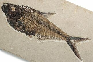 Detailed Fossil Fish (Diplomystus) - Wyoming #382762