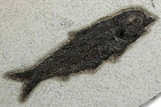 Detailed Fossil Fish (Knightia) - Wyoming #382764