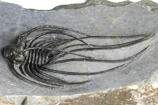 Rare, Spiny Heliopeltis Trilobite - Large Example #382822