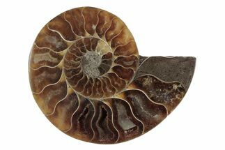 Cut & Polished Ammonite Fossil (Half) - Madagascar #377634