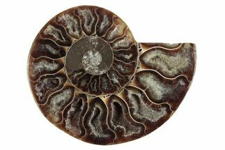 Cut & Polished Ammonite Fossil (Half) - Madagascar #377641