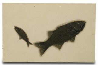 Multiple Fossil Fish (Mioplosus & Knightia) Plate - Wyoming #383029