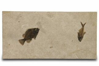 Multiple Fossil Fish (Cockerellites & Diplomystus) - Wyoming #383046