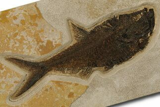 Fossil Fish (Diplomystus) - Green River Formation #383061