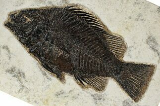 Detailed Fossil Fish (Priscacara) - Wyoming #382921