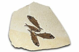 Plate of Four Fossil Fish (Knightia) - Wyoming #383005