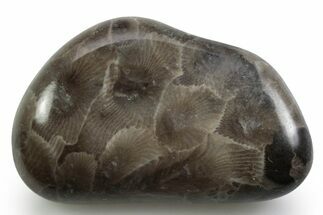 Polished Petoskey Stone (Fossil Coral) - Michigan #383087